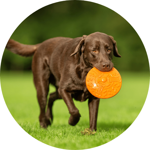 Untitled design - 2025-10-26T063843.104